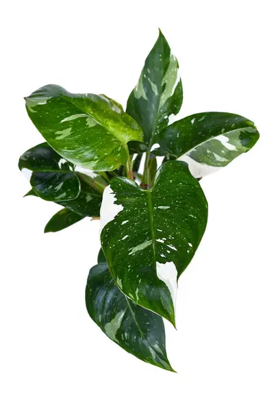 Ovanifrån Tropiska Philodendron Vit Princess Krukväxt Med Vit Variegation Med — Stockfoto