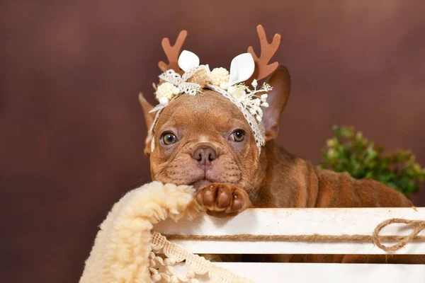 French Bulldog Szczeniak Poroża Reniferów Polu Przed Brązowym Tle — Zdjęcie stockowe