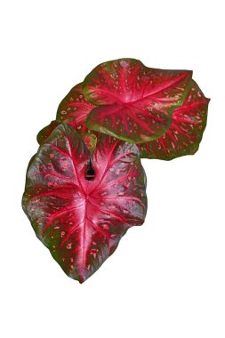 Beyaz arka planda parlak kırmızı yapraklı egzotik Caladium Red Flash ev bitkisinin üst görüntüsü
