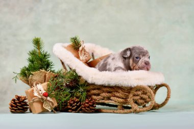 Genç Fransız Bulldog köpeği Noel kızağı arabasında etrafı mevsimlik dekorasyonlarla çevrili.