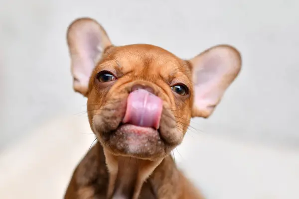 Funny French Bulldog Dog Puppy Licking Nose Tongue — Stock Photo, Image
