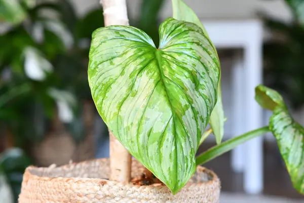Blad Tropiska Philodendron Mamei Krukväxt Med Silver Mönster — Stockfoto