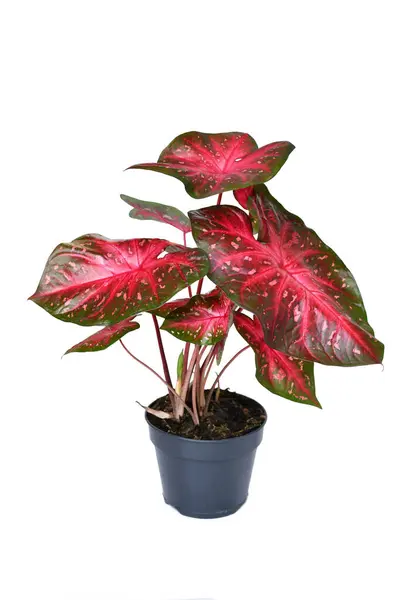 Maceta Exótica Caladium Red Flash Planta Interior Con Hojas Color — Foto de Stock
