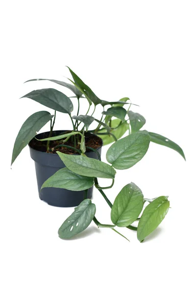 Gepotteerde Tropische Epipremnum Pinnatum Cebu Blue Kamerplant Met Zilverkleurige Bladeren — Stockfoto