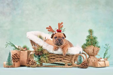 Fransız Bulldog köpek yavrusu Noel kızağı arabasında yeşil duvarın önünde mevsimlik dekorasyonla çevrili.