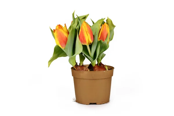 Blumentopf Mit Orange Und Gelb Tulipa Flair Tulpe Frühlingsblumen Auf — Stockfoto
