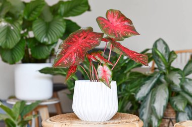 Parlak kırmızı renkli egzotik Caladium Red Flash saksısı. Oturma odasında bir sürü bitki var.