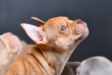 Sağlıklı uzun burunlu Mokka samur Fransız Bulldog köpeği.