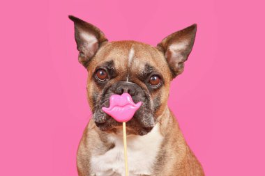 Sevgililer Günü öpücüklü Fransız Bulldog 'u. Pembe arka plan önünde dudak desteği.