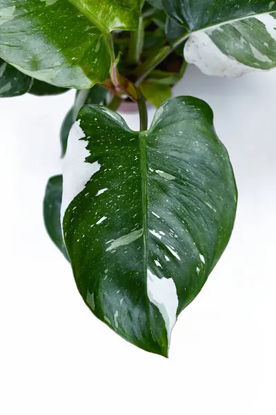 トロピカル フィロデンドロンホワイトプリンセス の葉のトップビュースポットで白い包囲 — ストック写真