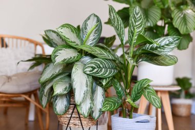 Potted tropical 'Aglaonema Silver Bay' houseplant with silver pattern in basket with other houseplants in blurry background clipart