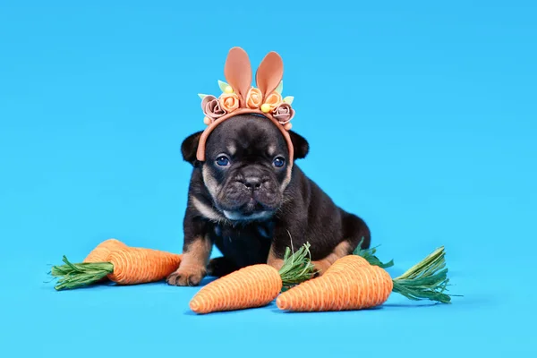 Black French Bulldog dog puppy dressed up as Easter bunny with rabbit ears headband and carrots on blue background with copy spac