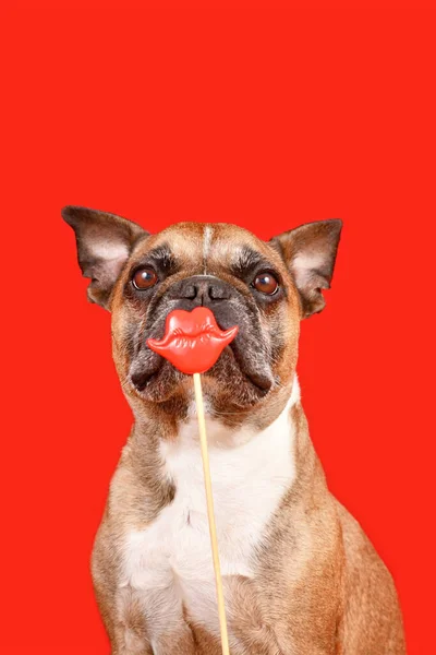 Funny French Bulldog dog with Valentine\'s Day kiss lips photo prop in front of red background