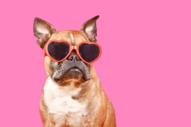 Kalp takan komik Fransız Bulldog, sevgililer günü gözlüklerini pembe arka planda fotokopi alanı ile şekillendirdi.