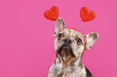 Komik Fransız Bulldog Sevgililer Günü saç bandı takıyor pembe arka planda kırmızı kalpler