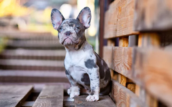 Lindo Azul Merle Tan Perro Bulldog Francés Sentado Palet Madera — Foto de Stock