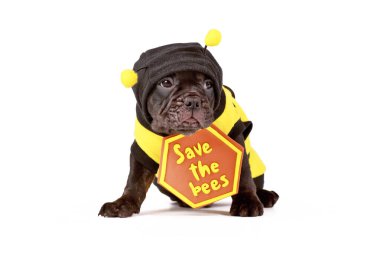  Arı kostümü giymiş Fransız Bulldog köpeği yavrusu ve beyaz arka planda 