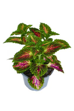 Colorful painted nettle 'Coleus Blumei' plant with dark pink veins on white background clipart