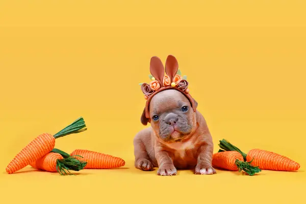 Cute fawn French Bulldog dog puppy dressed up as Easter bunny with rabbit ears headband and carrots on yellow background with copy space