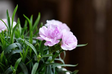 Close up of flowers of light purple Dianthus flowers clipart