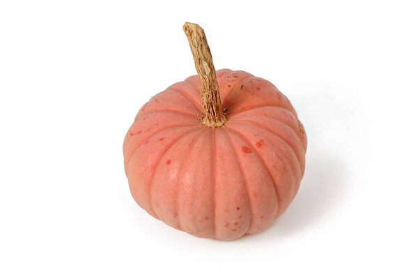 Single pastel pink colored 'Miss Sophie Pink' Halloween pumpkin on white background
