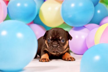 Genç bronz Fransız Bulldog köpek yavrusu renkli balonlar arasında