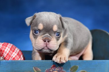 Leylak Tan Fransız Bulldog köpeği mavi arka planda yatakta.