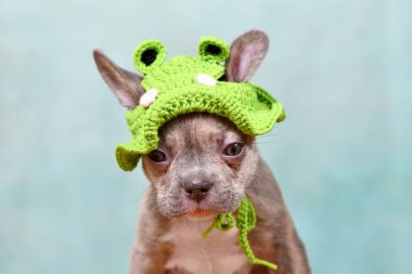 Cute young Lilac Brindle French Bulldog dog puppy with knitted frog hat clipart
