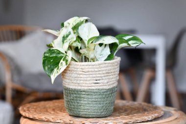 Küçük tropikal 'Epipremnum Aureum Manjula' pothos saksısı çiçek saksısında yaşayan kanguru masasında