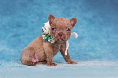 Four weeks purebred young Lilac Brindle French Bulldog puppy with healthy long nose and tail. clipart