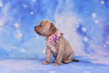 4 haftalık safkan genç leylak Brindle Fransız Bulldog köpeği sağlıklı uzun burunlu ve kuyruklu.