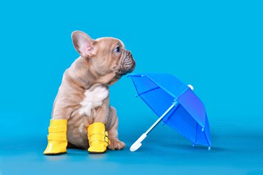 Sarı yağmur lastiği çizme giyen Fransız Bulldog köpeği mavi sırt grubunda şemsiyenin yanında oturuyor.
