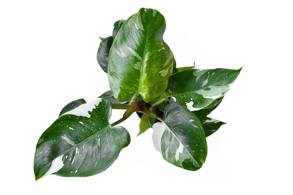 stock image Top view of tropical 'Philodendron White Princess' houseplant on white background