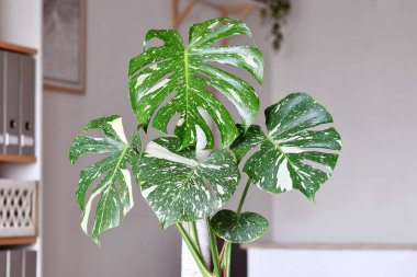 Beautiful tropical 'Monstera Deliciosa Thai Constellation' houseplant with white sprinkled varigated leaves clipart