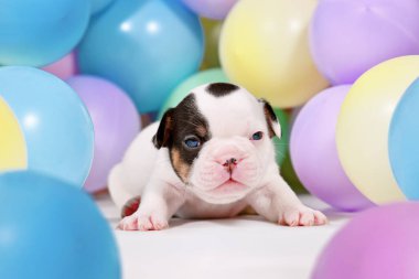 Tatlı fareli köyler ve taba Fransız Bulldog köpekleri renkli balonların arasında.