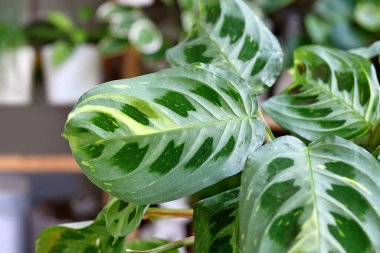 Egzotik 'Maranta Leuconeura Kerchoveana Variagata' ev bitkisinin beyaz benekli yapraklarını kapat