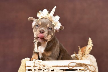 Cute French Bulldog dog puppy with boho style unicorn headband sticking tongue out