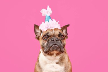 Pembe arka planda doğum günü partisi şapkası olan Fransız Bulldog.