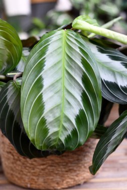 Egzotik 'Maranta Leuconeura Gümüş Orkestrası' nın yapraklarını kapat