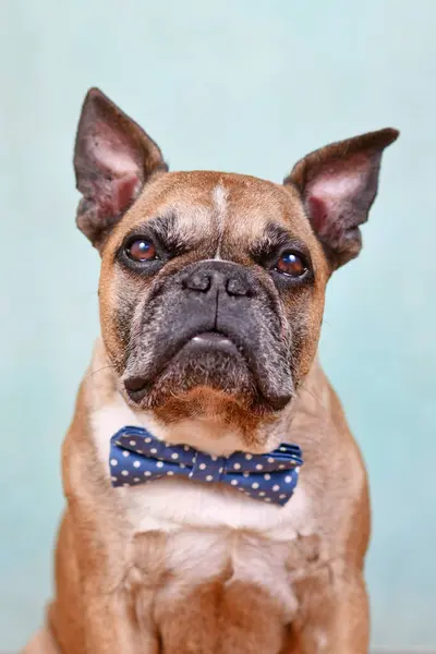 Stock image Portrait of cute fawn French Bulldog dog with blue bow tie in front of pastel blue studio background