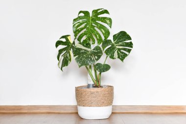 Tropical Monstera Thai Constellation houseplant in basket flower pot in front of white wall