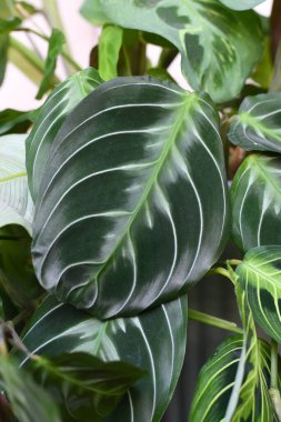 Close up of leaf of exotic 'Maranta Leuconeura Cat Moustache' houseplant  clipart