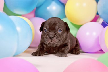 Renkli balonlar arasında şirin siyah Fransız Bulldog köpeği yavrusu.