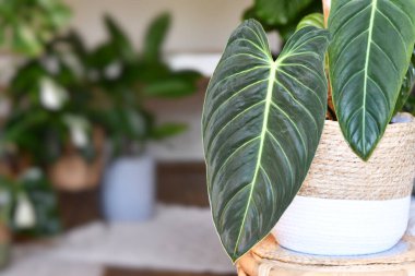 Exotic 'Philodendron Melanochrysum' houseplant with long velvet leaves in flower pot on table in living room clipart