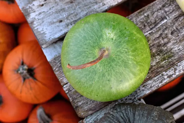 stock image Top view of round green Kalebasse Corsican Calabash gourd