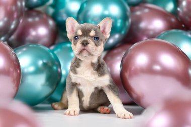 Şirin 6 haftalık sağlıklı bronzlaşmış Fransız Buldog köpeği yavrusu. Kabuklu ve arka planda renkli balonlar var.