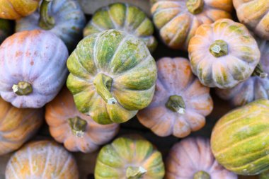 Orta boy pastel renkli 'Cucurbita Moschata Autumn Frost F1' kabaklarının karışımı