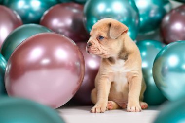 Şirin 6 haftalık sağlıklı krem rengi Fransız Bulldog köpeği yavrusu. Arka planda renkli balonlar var.