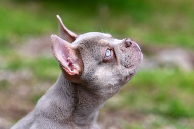 Yeni Gölge Isabella 'nın yan görünüşü Açık mavi gözlü Fransız Bulldog' u