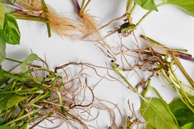 Various different houseplant cuttings with long bare roots on white background clipart